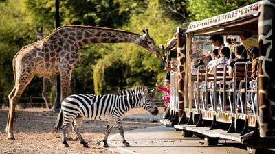 Chiang Mai Night Safari (Non Thai Residents)
