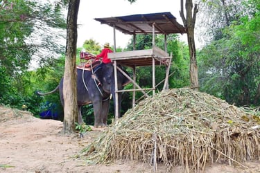 Chang Siam Krating Lai Pattaya - Thai Pass