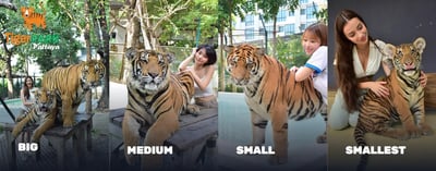 Tiger Park Pattaya