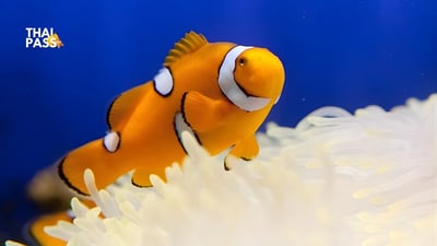 Underwater World Pattaya Ticket - Thai Pass