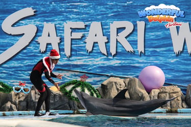 safari world dolphin show