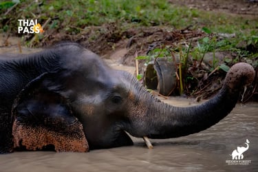 Hidden Forest Elephant Reserve with Lunch & Transfer - Morning Session