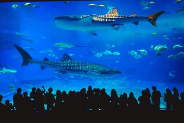 Aquaria Tickets, Phuket - Non Thai Resident - Thai Pass