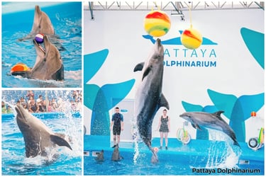 Pattaya Dolphinarium Tickets