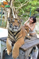 Tiger Park Pattaya