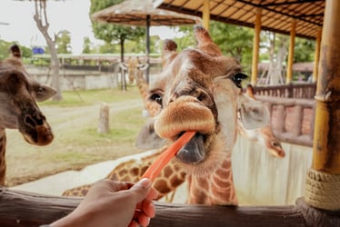 Closest Way for Wild Life & Living as Thai People with Thai Costume in Ayutthaya Day Tour
