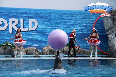 safari world dolphin show