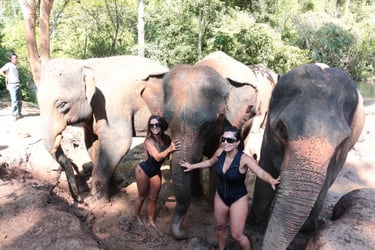 Hug Elephant Sanctuary Ticket, Chiang Mai - Thai Pass
