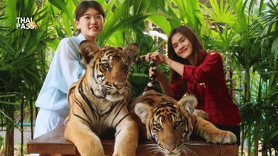 Tiger Park Pattaya Tickets