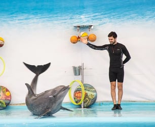 Dolphin Bay (Phuket Dolphin Show) Ticket - Thai Pass