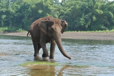 Elephant Day Care at Elephants World Kanchanaburi