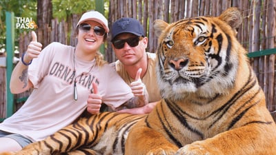 Tiger Kingdom Phuket Ticket with Private Transportation