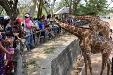 Khao Kheow Open Zoo Ticket, Pattaya - Thai Pass