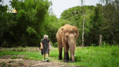 Elephant Jungle Sanctuary Ticket, Koh Samui