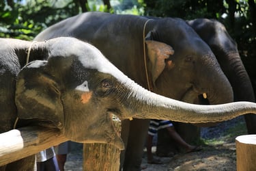 Elephant Bathing at Welfare Center