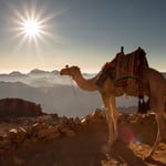 Mount Sinai Sunrise Camel