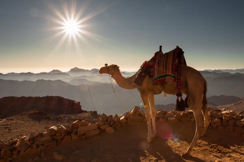 Mount Sinai Sunrise Camel