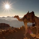 Mount Sinai Sunrise Tour Camels