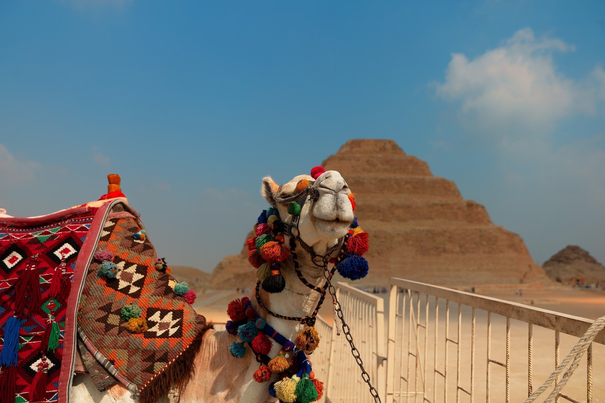 Camel In Front Of Saqqara Pyramids