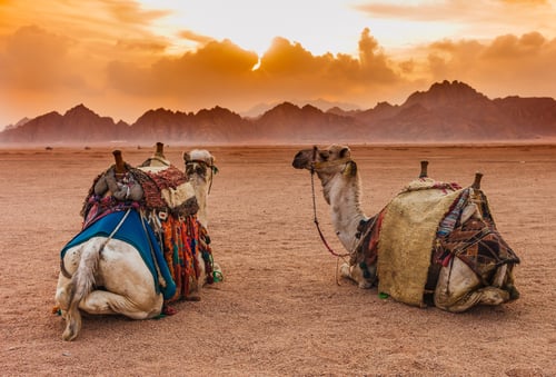 Sinai Desert Camels