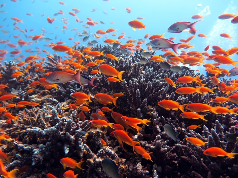 Red Sea