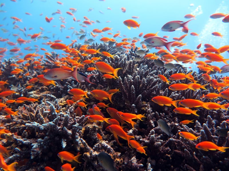 Red Sea