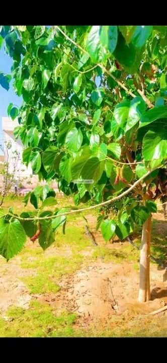 Land 2165.86 SQM Facing South West on 20m Width Street Al Wasiliyah, Alttayif