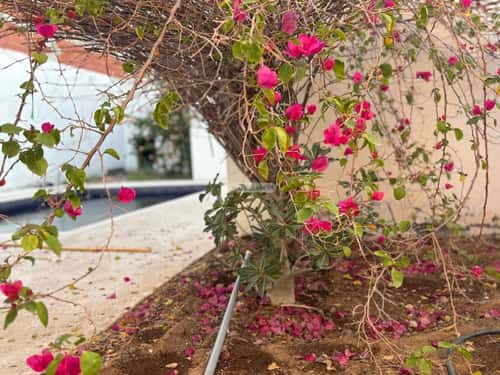 فيلا 600 متر مربع واجهة شمالية بغرفتين الأصالة، شمال جدة، جدة