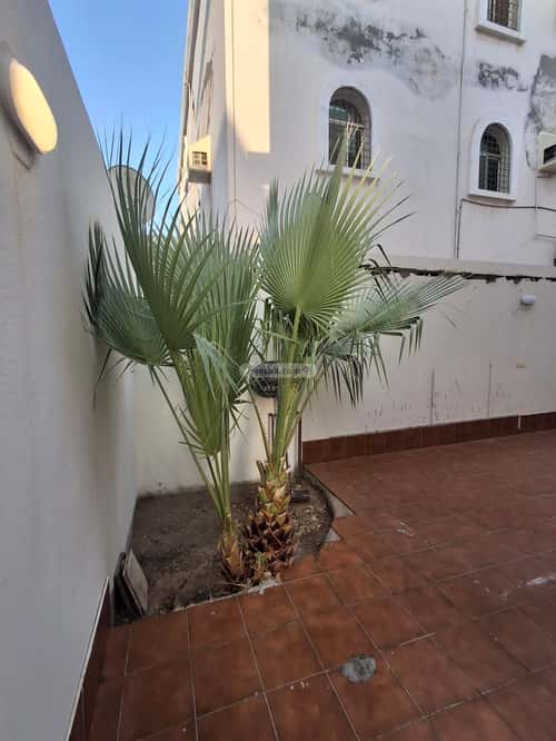 Apartment with 4 Bedrooms Al Mohammadeyyah, North Jeddah, Jeddah