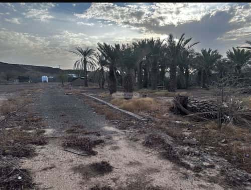 استراحة 5251 متر مربع ب 5 غرف وادي البطان، المدينة المنورة