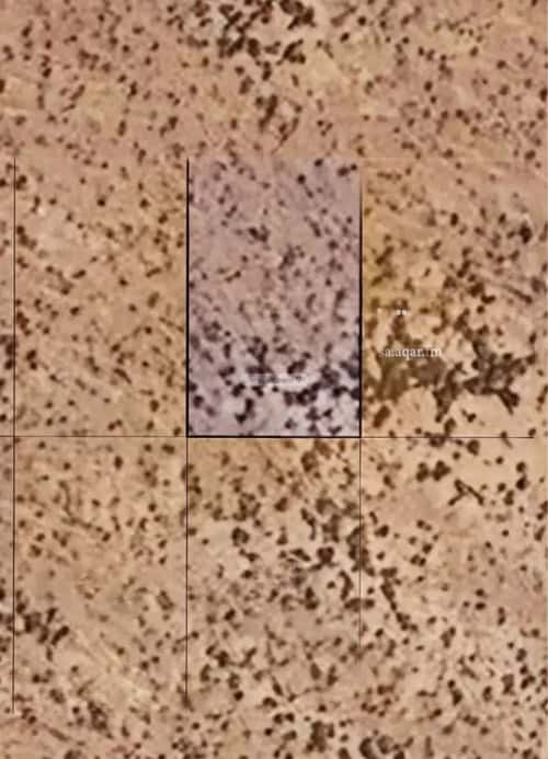 Land 640 SQM Facing North on 25m Width Street The Meadows, Jazan