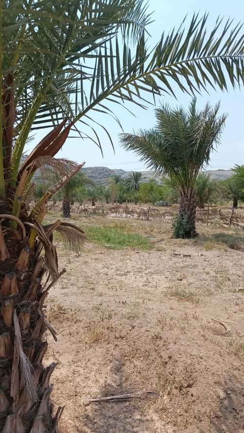 Land 112088.69 SQM Facing South on 33m Width Street Algudriahalgadeed, Makkah Al Mukarramah