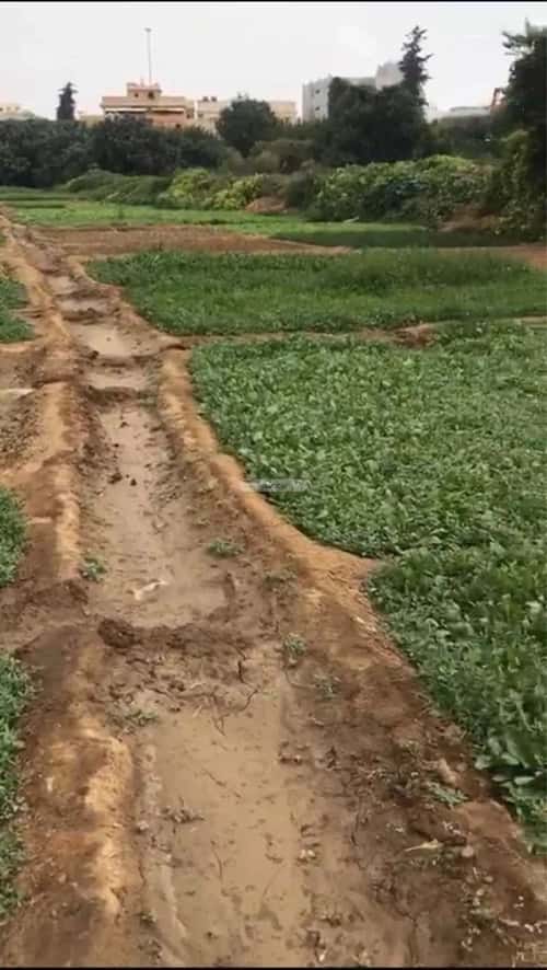 أرض 3337 متر مربع شمالية على شارع 7م الربوة، أبها