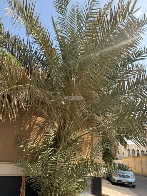 فيلا 726.68 متر مربع الربوة، وسط الرياض، الرياض
