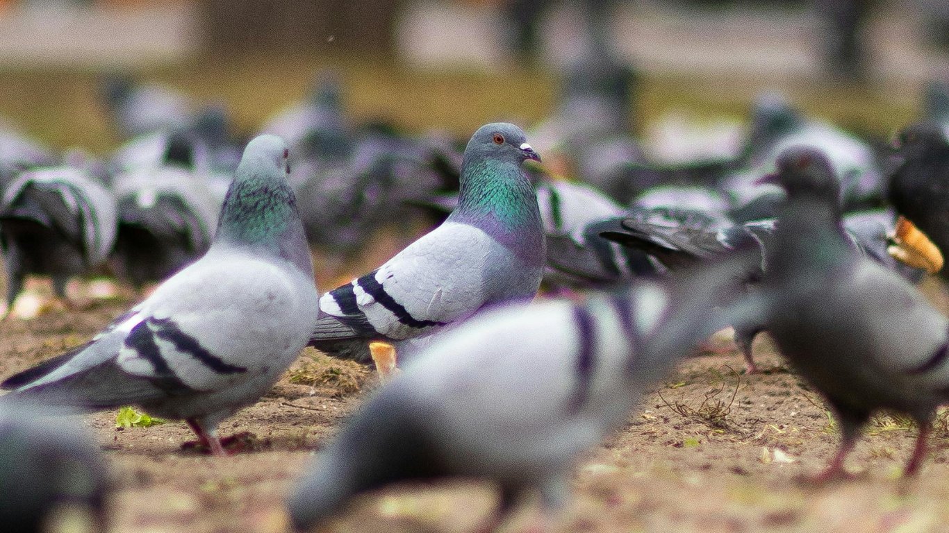 Vogelabwehr und Taubenabwehr in Dortmund