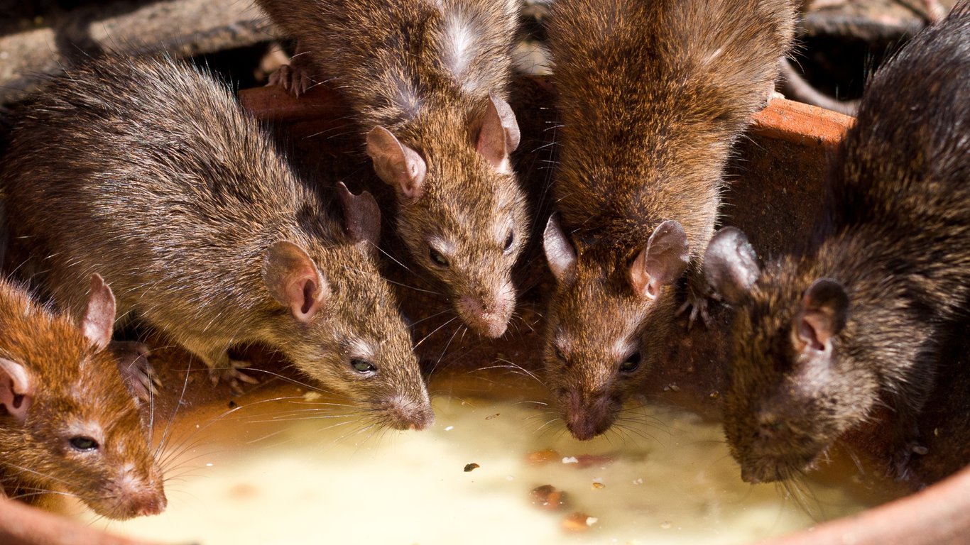 Nagerbekämpfung Ratten und Mäuse in Dortmund