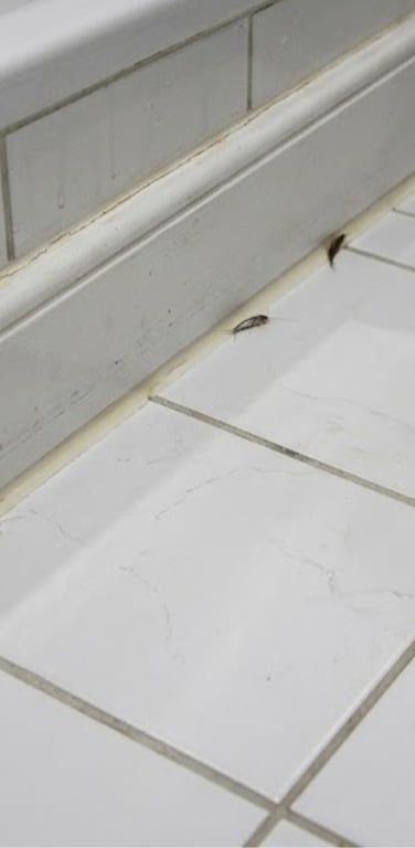 Akuter Silberfischbefall im Badezimmer eines Neubaus – vorher, in Dortmund
