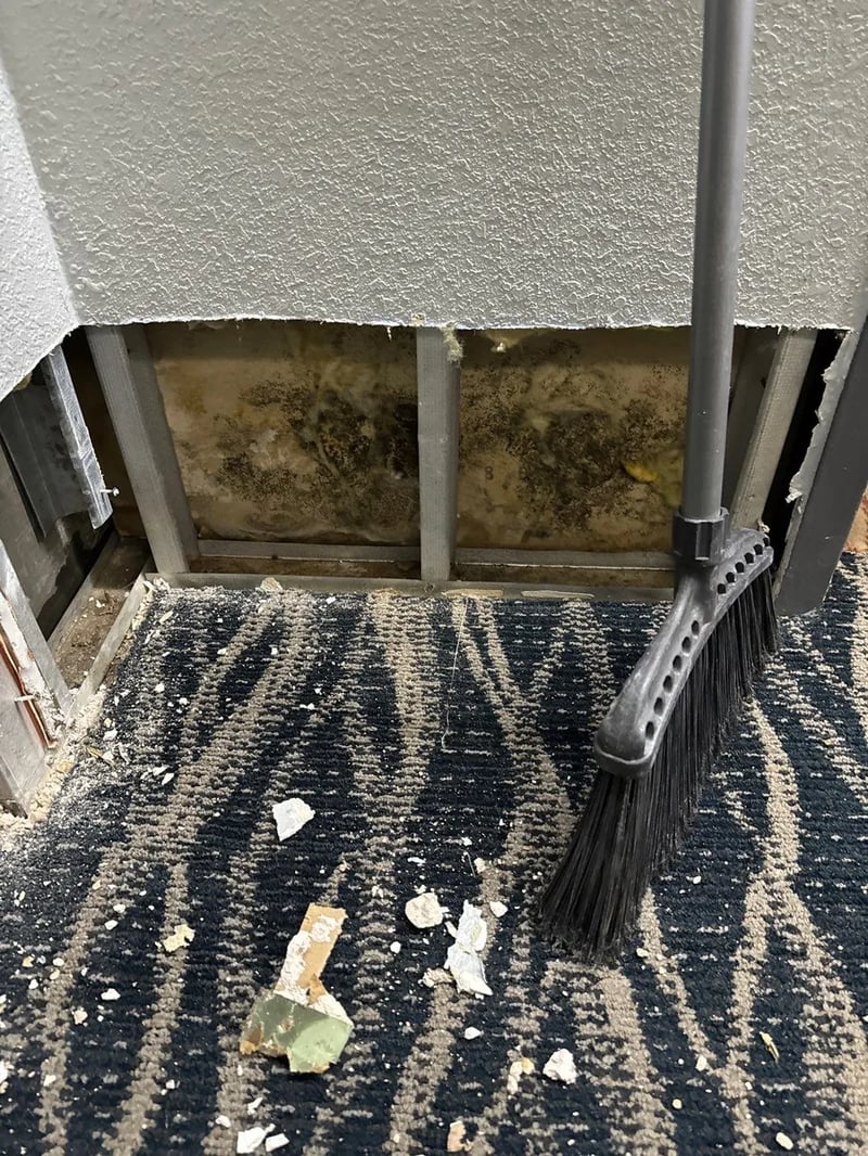 Commercial Mold Remediation Specialist