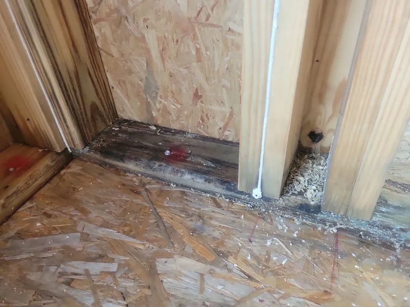 Commercial Mold Remediation Specialist