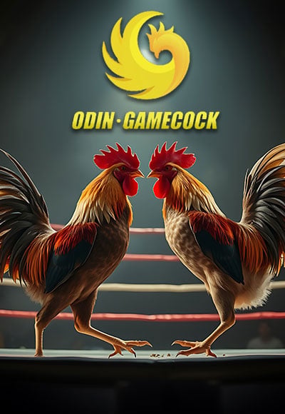 Odin Cock fight
