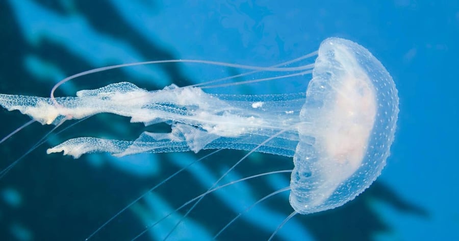 Mesmerizing Ocean Elegance Jellyfish Wall Art Ideas