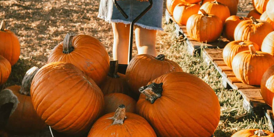 Fall Photoshoots with Pumpkins: Ideas and Inspiration