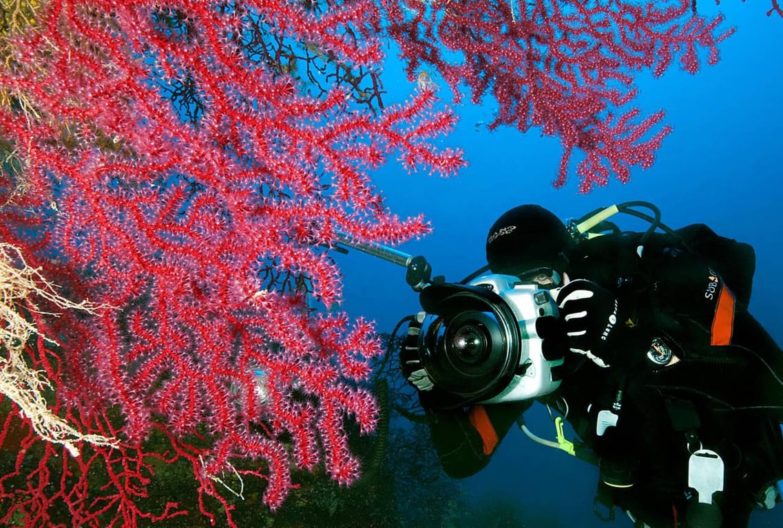 A Comprehensive Guide to Underwater Photography 101
