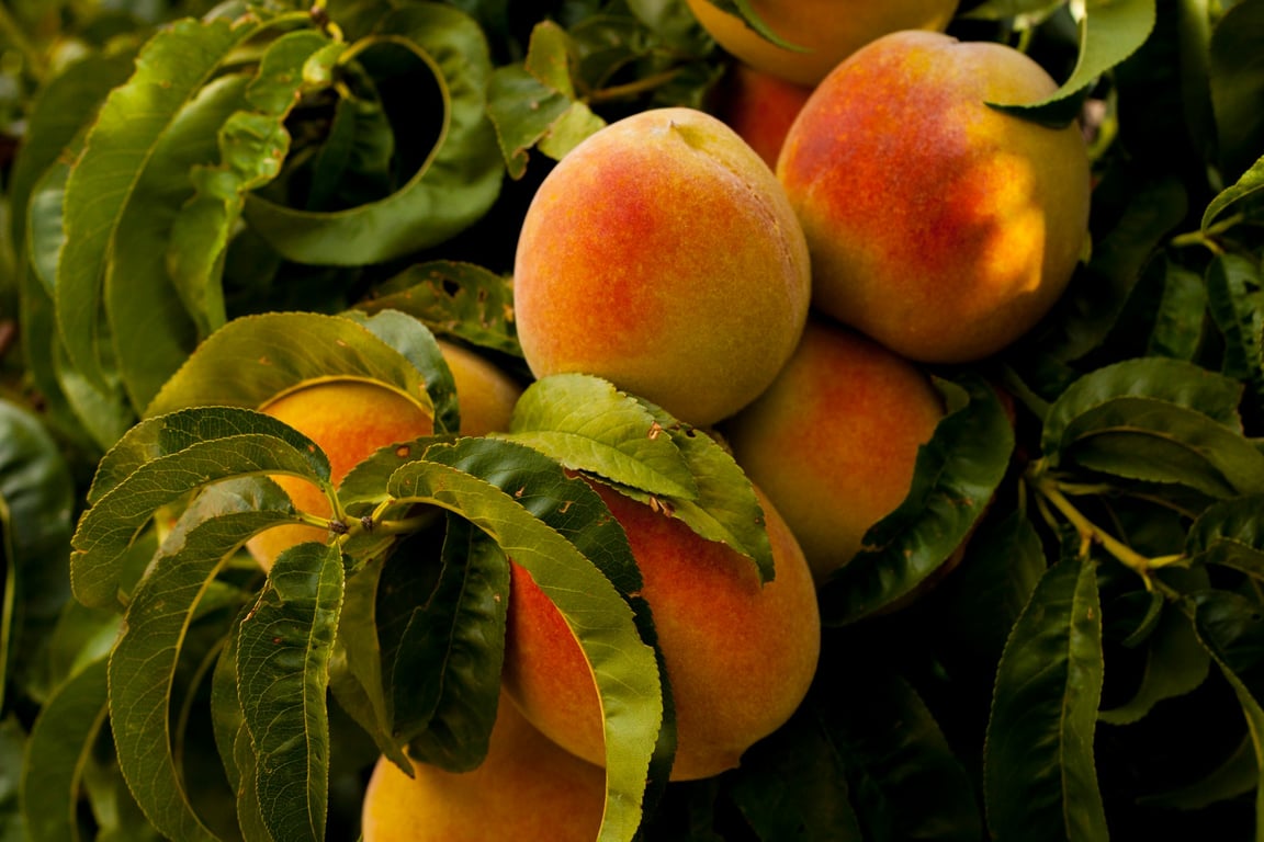 Fresh Peaches