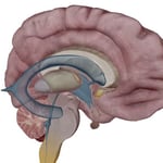 Thalamus