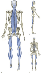 fascia and Qigong