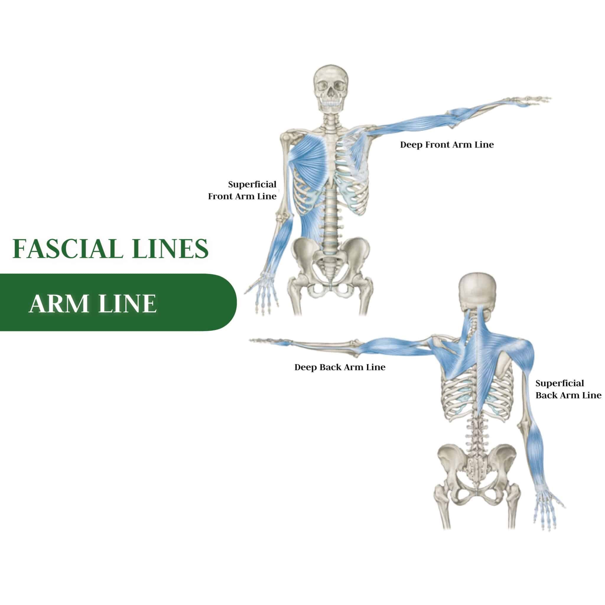 Fascial Lines - Arm Lines 