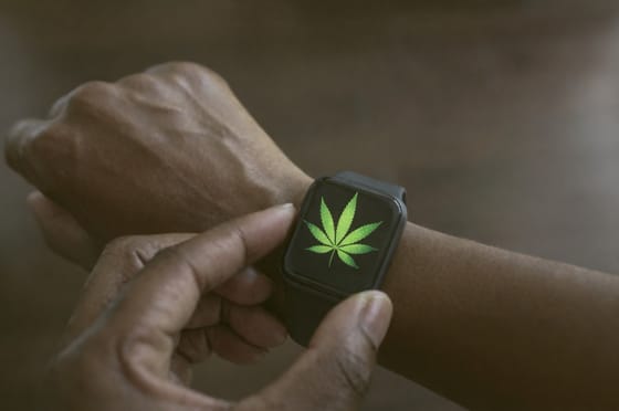Nueva investigación revela que la tecnología de relojes inteligentes podría detectar la intoxicación por cannabis en tiempo real
