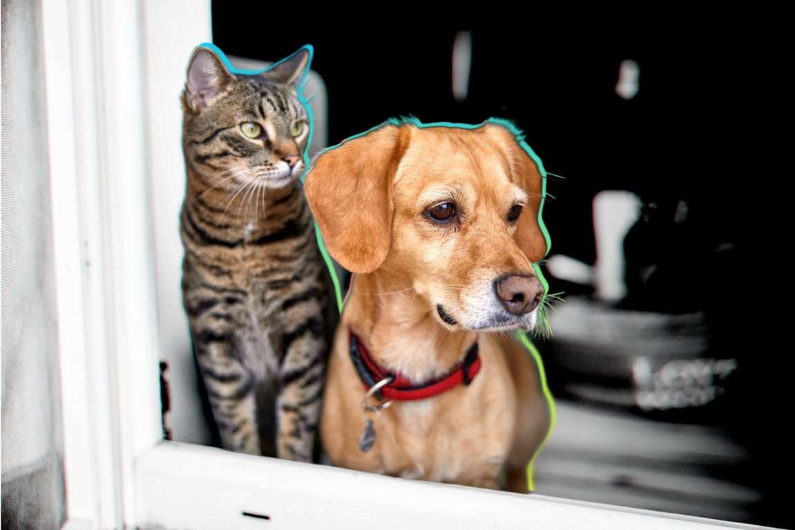 Protect against rising vet costs with pet insurance