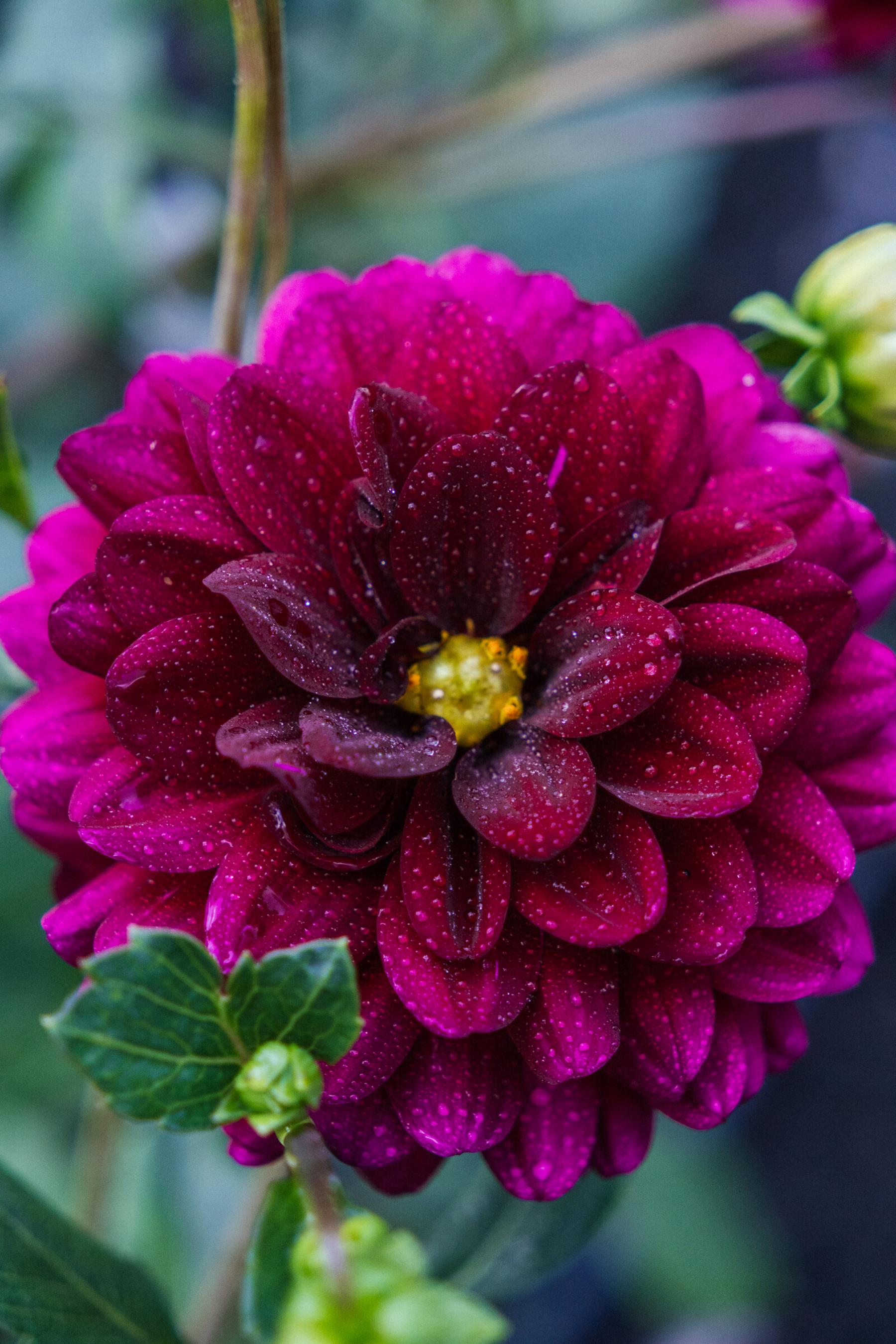 A dew-jewelled magenta dahlia in full bloom on the farm